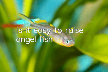 Is it easy to raise angel fish?