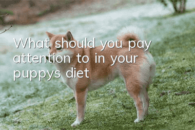 What should you pay attention to in your puppy’s diet?