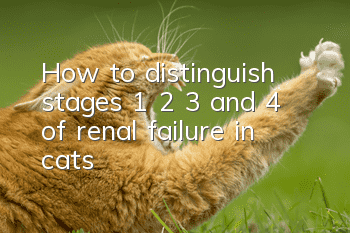 How to distinguish stages 1, 2, 3 and 4 of renal failure in cats