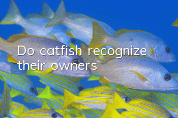 Do catfish recognize their owners?