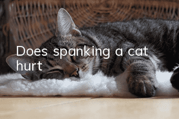 Does spanking a cat hurt?