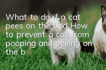 What to do if a cat pees on the bed? How to prevent a cat from pooping and peeing on the bed?