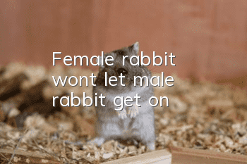 Female rabbit won't let male rabbit get on