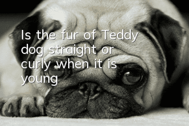 Is the fur of Teddy dog ​​straight or curly when it is young?