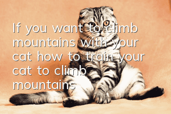 If you want to climb mountains with your cat, how to train your cat to climb mountains!