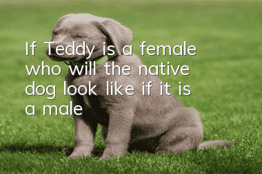 If Teddy is a female, who will the native dog look like if it is a male?