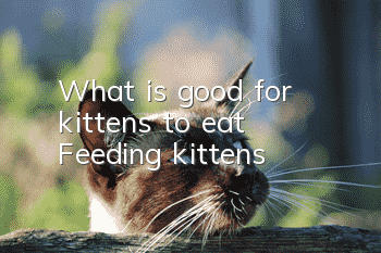 What is good for kittens to eat? Feeding kittens!