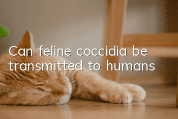 Can feline coccidia be transmitted to humans?