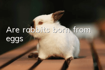 Are rabbits born from eggs?