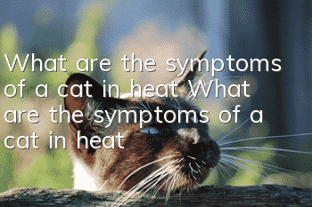 What are the symptoms of a cat in heat? What are the symptoms of a cat in heat?