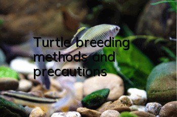 Turtle breeding methods and precautions