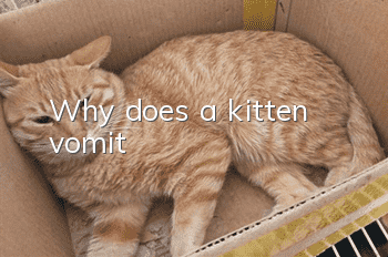 Why does a kitten vomit?