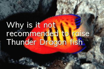 Why is it not recommended to raise Thunder Dragon fish?