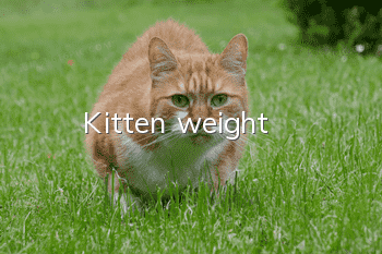 Kitten weight