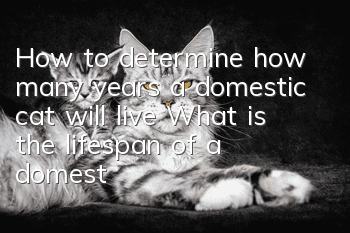 How to determine how many years a domestic cat will live? What is the lifespan of a domestic cat?