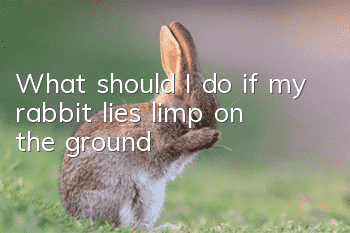 What should I do if my rabbit lies limp on the ground?