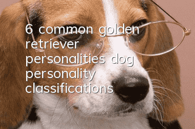 6 common golden retriever personalities, dog personality classifications!