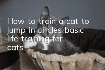 How to train a cat to jump in circles, basic life training for cats!