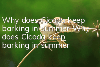 Why does Cicada keep barking in summer? Why does Cicada keep barking in summer?