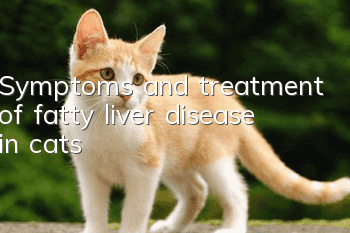 Symptoms and treatment of fatty liver disease in cats