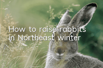 How to raise rabbits in Northeast winter