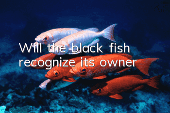 Will the black fish recognize its owner?