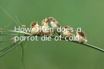 How often does a parrot die of cold?