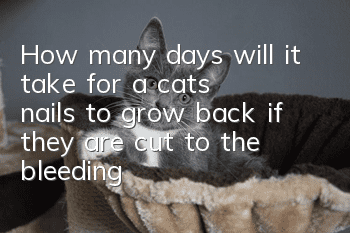 How many days will it take for a cat's nails to grow back if they are cut to the bleeding line?