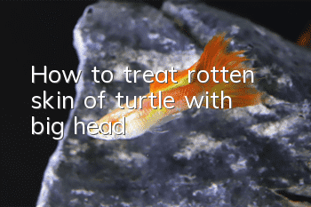 How to treat rotten skin of turtle with big head