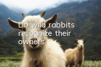 Do wild rabbits recognize their owners?