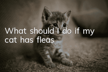 What should I do if my cat has fleas?