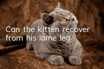 Can the kitten recover from his lame leg?