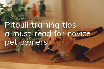 Pitbull training tips, a must-read for novice pet owners!