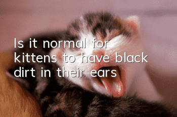 Is it normal for kittens to have black dirt in their ears?