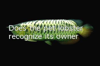 Does the pet lobster recognize its owner?