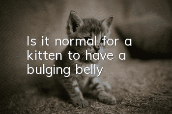 Is it normal for a kitten to have a bulging belly?