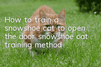 How to train a snowshoe cat to open the door, snowshoe cat training method!