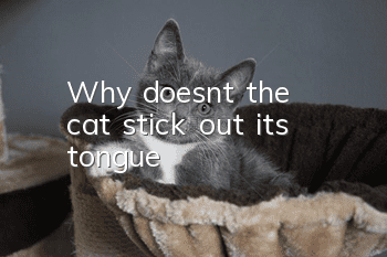 Why doesn't the cat stick out its tongue?