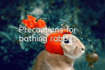 Precautions for bathing rabbits