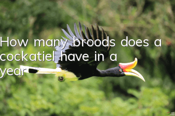 How many broods does a cockatiel have in a year?