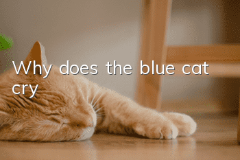 Why does the blue cat cry?