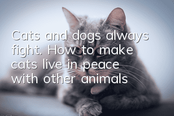 Cats and dogs always fight. How to make cats live in peace with other animals?