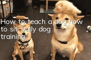 How to teach a dog how to sit? Daily dog ​​training!