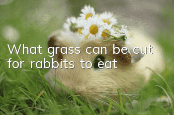 What grass can be cut for rabbits to eat?