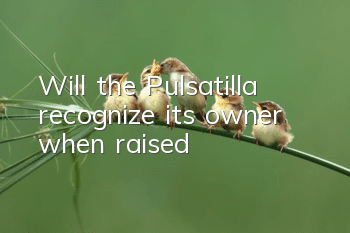 Will the Pulsatilla recognize its owner when raised?