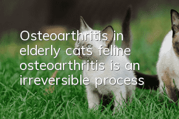 Osteoarthritis in elderly cats, feline osteoarthritis is an irreversible process!