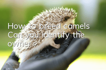 How to breed camels? Can you identify the owner?