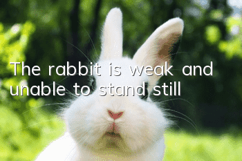 The rabbit is weak and unable to stand still