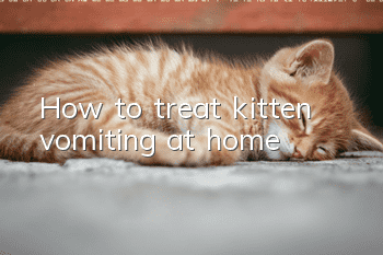 How to treat kitten vomiting at home