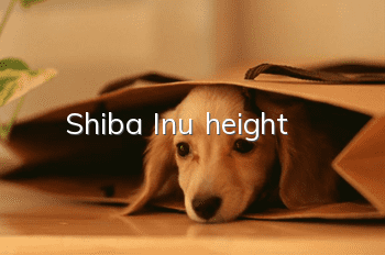 Shiba Inu height